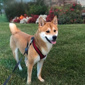 Meet your Posher, Marcella